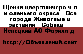 Щенки цвергпинчера ч/п и оленьего окраса - Все города Животные и растения » Собаки   . Ненецкий АО,Фариха д.